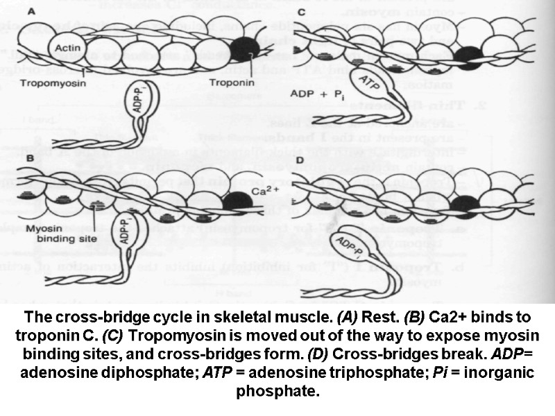 The cross-bridge cycle in skeletal muscle. (A) Rest. (B) Ca2+ binds to troponin C.